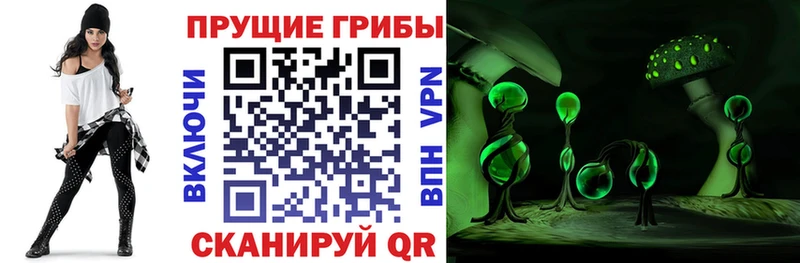 KRAKEN сайт  Приморск  Псилоцибиновые грибы мицелий 